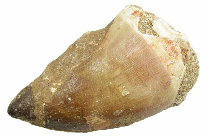 Bargain, Fossil Mosasaur (Thalassotitan) Tooth - Morocco #364058